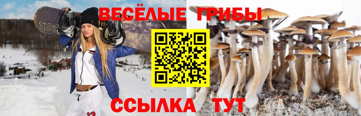 Псилоцибиновые грибы Psilocybine cubensis Славгород